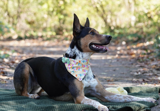 Large Pet Scarf